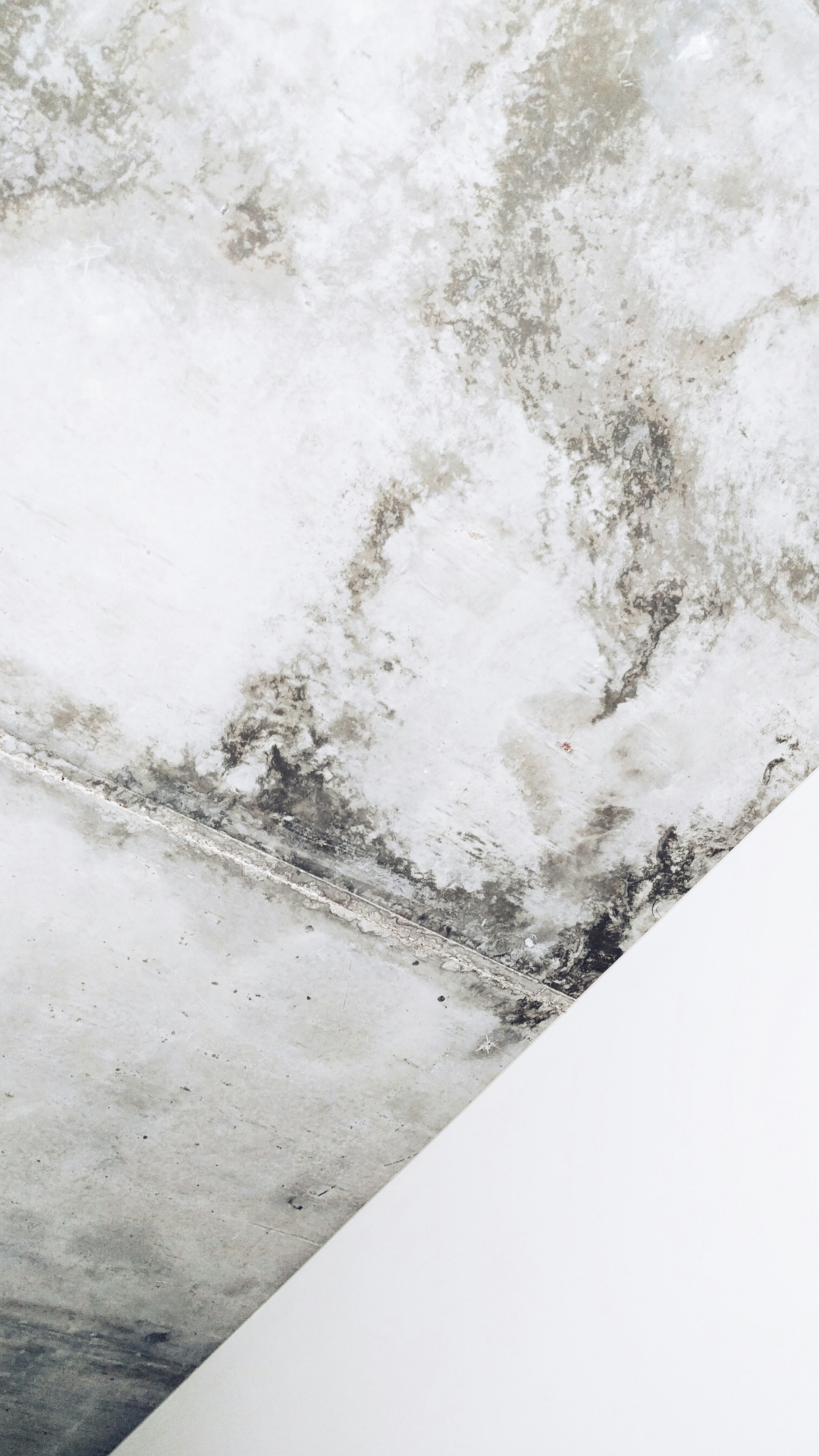 What to do if you discover damp or mould in your accommodation.