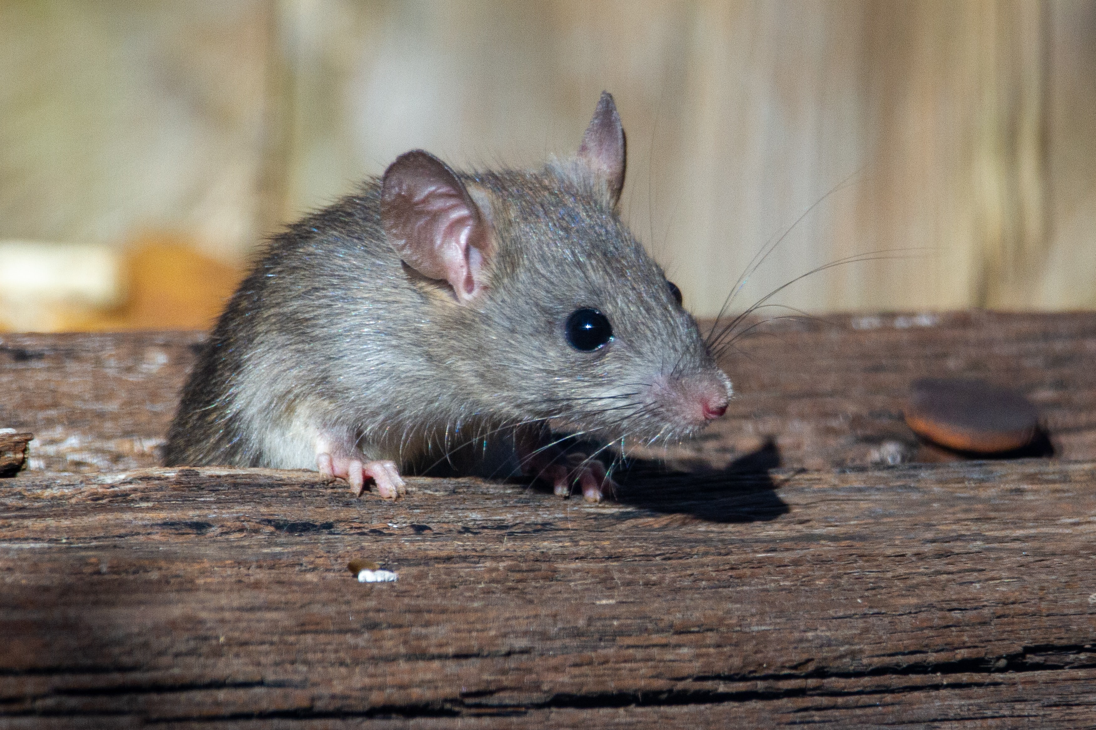 A pest can be any kind of unwelcome visitor, such as an animal, rodent, insect or invertebrate which has made its home in your property.