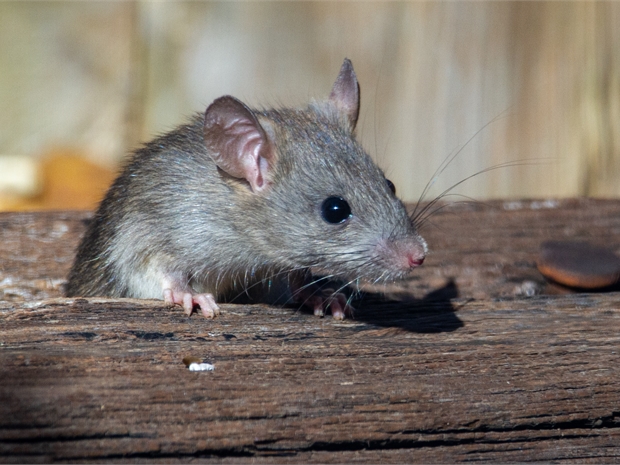 A pest can be any kind of unwelcome visitor, such as an animal, rodent, insect or invertebrate which has made its home in your property.